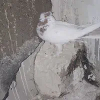 کفتر غریب گیری