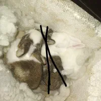 ۲تا بچه خرگوش با مادرشون