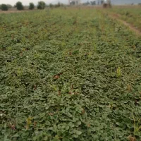 نهال توت فرنگی کاماروس