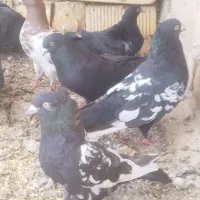 کبوتر فروشی