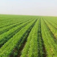 کود دی امونیوم فسفات،سولفات پتاسیم،سوپر فسفات تریپ|خدمات باغبانی و درختکاری|شهریار, شهریار|دیوار