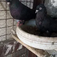 چندجفت کفترزاغ کلافه وزاغ صرب درجه یک|پرنده|جیرفت, |دیوار