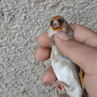 سهره قلدر|پرنده|بجنورد, |دیوار