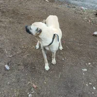 سگ‌سرابی|سگ|اردبیل, |دیوار