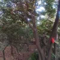 زمین باغشهری مجموعه تپه سبز