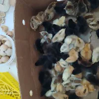 جوجه محلی  گلپایگانی و گلین