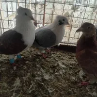 کوتر پرنده فروشی علی لنگری|پرنده|بجنورد, |دیوار