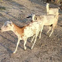 کهره ،بره ، بز ،میش زاییده|حیوانات مزرعه|میناب, |دیوار