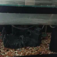 اکفاریم سالم زیبا