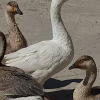 قوغاز