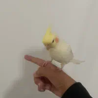 عروس هلندی|پرنده|قصرشیرین, |دیوار