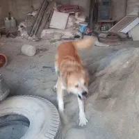 واگذاری سگ نگهبان