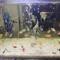 ماهی آکواریومی. ماهی زینتی . آکواریوم