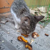 دوتا گربه اهلی|گربه|گرگان, |دیوار