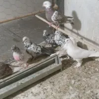 کفتر یا کبوتر گرفتنی پرشی و یاهو