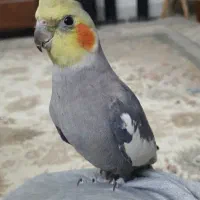 عروس هلندی  نر