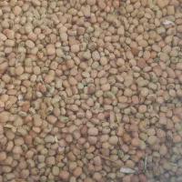 لوبیا روغنی کیلویی ۱۶۰۰۰۰