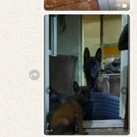 سگ مالینویز بلژیکی فروش فوری|سگ|مرودشت, نقش رستم|دیوار