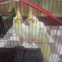 عروس هلندی|پرنده|دهلران, |دیوار