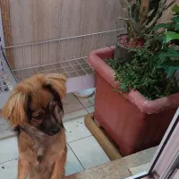 سگ پا کوتاه