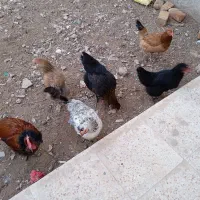 فروشی|حیوانات مزرعه|اسفراین, |دیوار