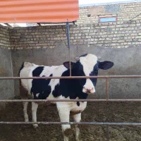 دو راس گوساله نر