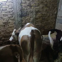 گوساله سیمیتال