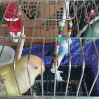 کوتوله طوطی برزیلی|پرنده|قرچک, شهرک الحدید|دیوار