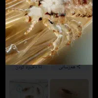 پاکن مو دریک مرحله