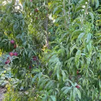 فروش فوری باغ موقعیت وقیمت بسیار مناسب|فروش دفتر صنعتی، کشاورزی، تجاری|سراب, |دیوار