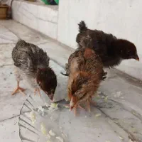 جوجه یک ماهه گلپایگان