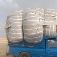 کاه لوبیا