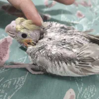 جوجه عروس هلندی