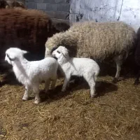 گوسفند دوقلومار