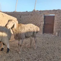 بره نر سفت چاق|حیوانات مزرعه|درمیان, |دیوار