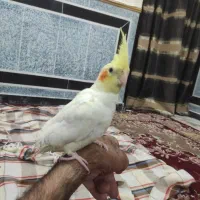 عروس هلندی نر دستی سه ماهه|پرنده|زاهدان, |دیوار