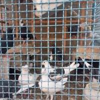 کبوتر فروشی