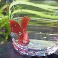 ماهی فایتر|ماهی|آستانه اشرفیه, |دیوار