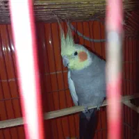 عروس هلندی|پرنده|شمیل, |دیوار