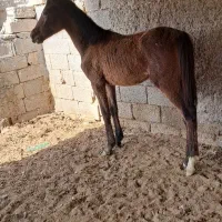 کوره مادیون