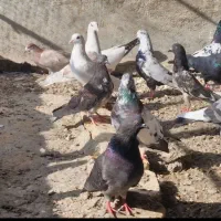 فروش کبوتر|پرنده|سیریک, |دیوار