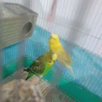 مرغ عشق سخنگو عروس کوتوله فنج قناری سهره