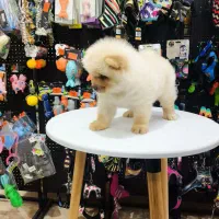 توله چاوچاو Chow chow Original|سگ|اصفهان, خانه اصفهان|دیوار