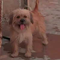 سگ شیزو ماده مهربان