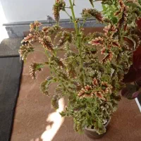 گلهای حسن یوسف|گل و گیاه طبیعی|ایوان, |دیوار