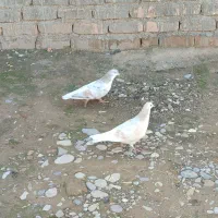 کبوتر ساده هفرنگ