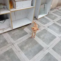 سگ شیطون و بازیگوش