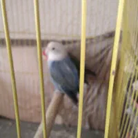 طوطی برزیلی۴۵۰ نر