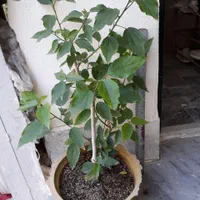 سیلندریکا مینیاتوری گل با گلدان گلدانی ۱۵۰ هزار|گل و گیاه طبیعی|آشخانه, |دیوار