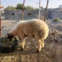 جیرفت